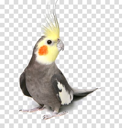grey parrot transparent background PNG clipart