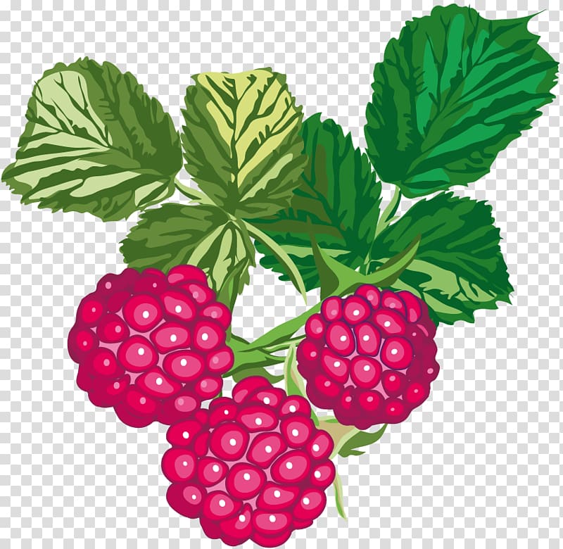 Raspberry Fruit Rubus crataegifolius, raspberry transparent background PNG clipart