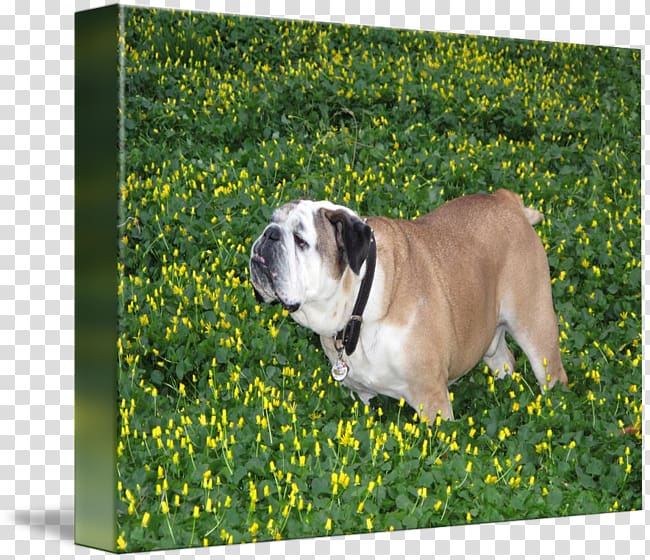 Toy Bulldog Olde English Bulldogge Dorset Olde Tyme Bulldogge Dog breed, English Bulldog transparent background PNG clipart