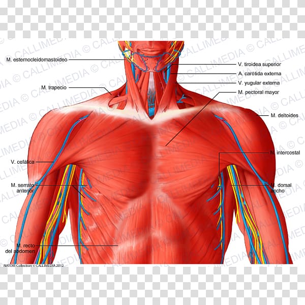Thorax Human anatomy Neck Muscle, superficial temporal nerve transparent background PNG clipart