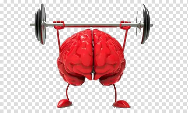 Brain size Agy Neuroscience Cognitive training, Weightlifting brain transparent background PNG clipart
