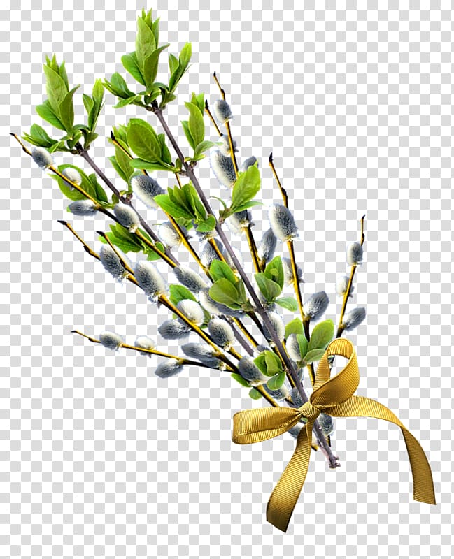 Willow , others transparent background PNG clipart