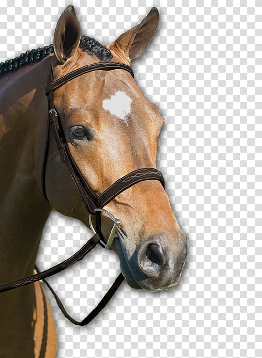 Horse Halter Bridle Rein Bit, English Riding transparent background PNG clipart