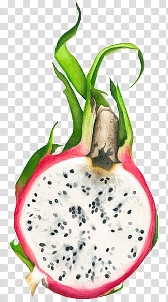 Pitaya Fruit Drawing Watercolor painting, painting transparent background PNG clipart