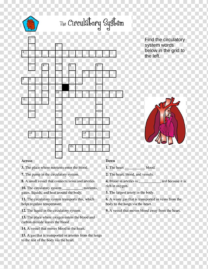 Circulatory system Crossword Human body Puzzle Human skeleton, circulatory system transparent background PNG clipart