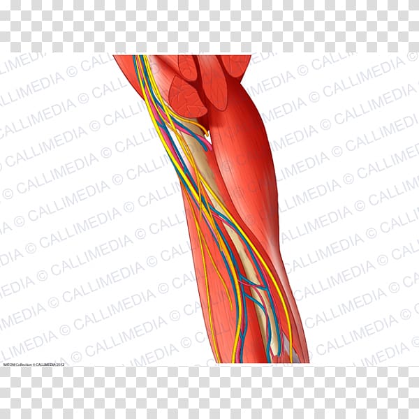 Thigh Blood vessel Nerve Muscle Arm, arm transparent background PNG clipart