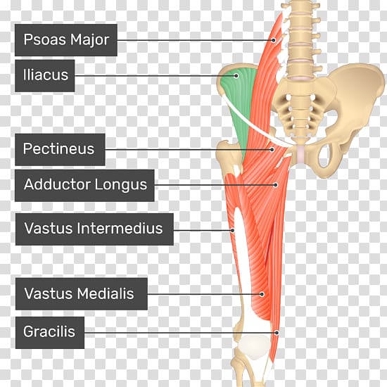 Pectineus muscle Anatomy Iliopsoas Adductor longus muscle, others transparent background PNG clipart