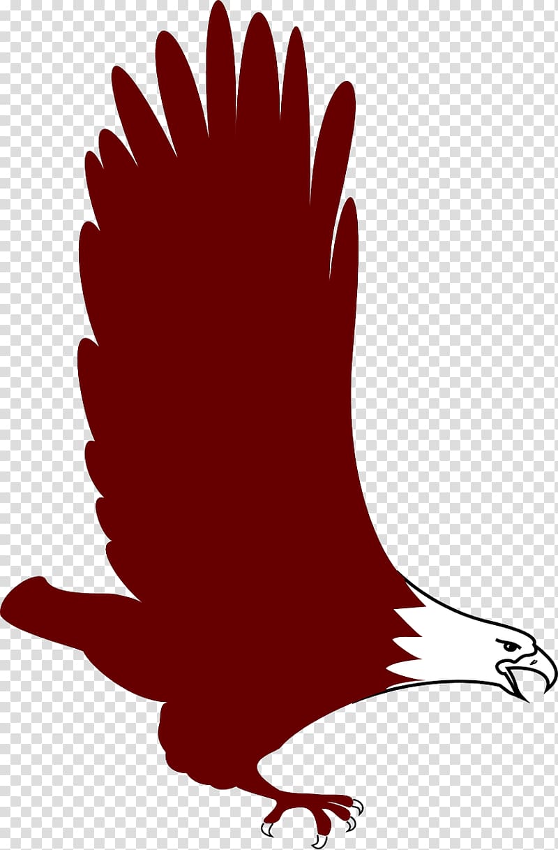 Bald Eagle Bird , eagle transparent background PNG clipart