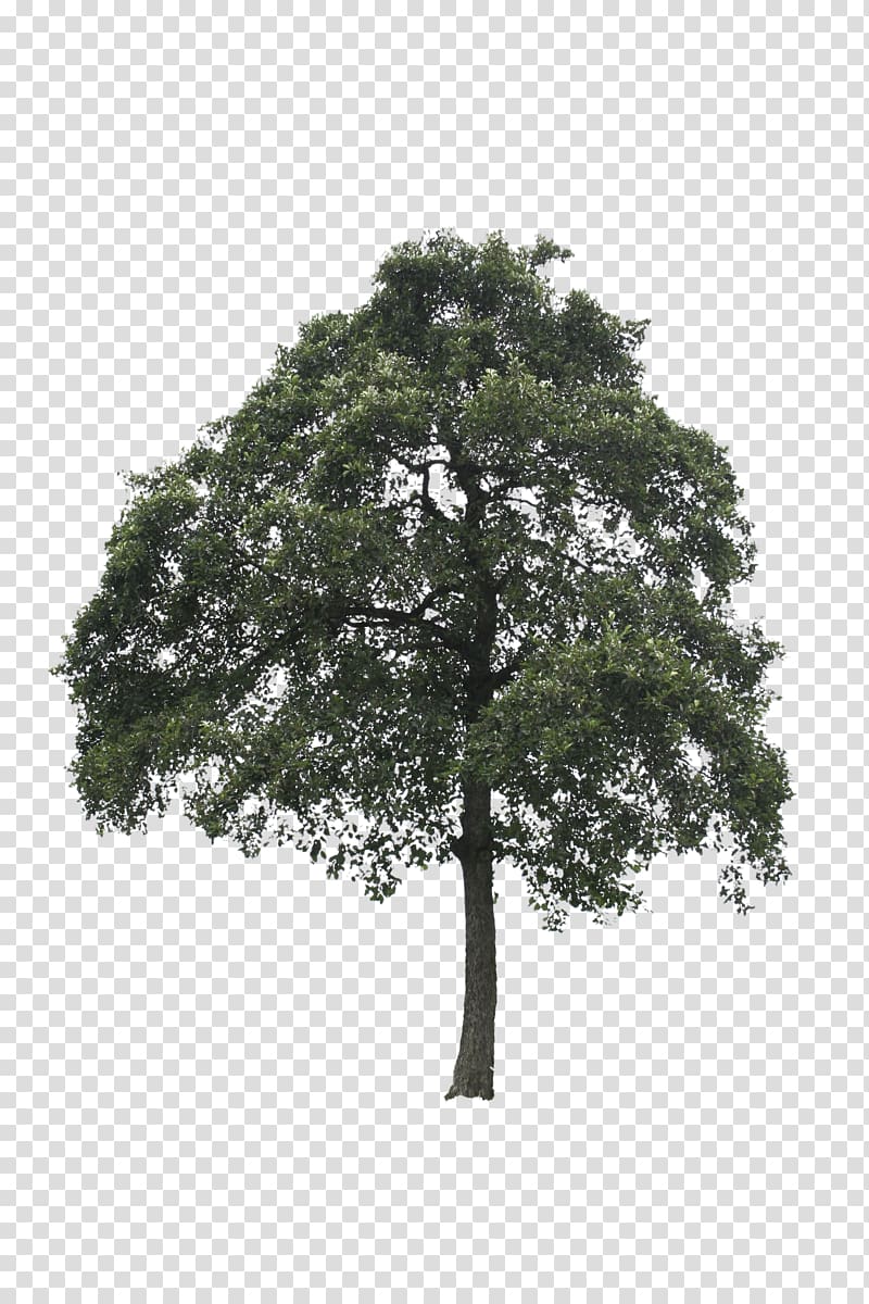 Out-Tree Oak Lindens, tree transparent background PNG clipart