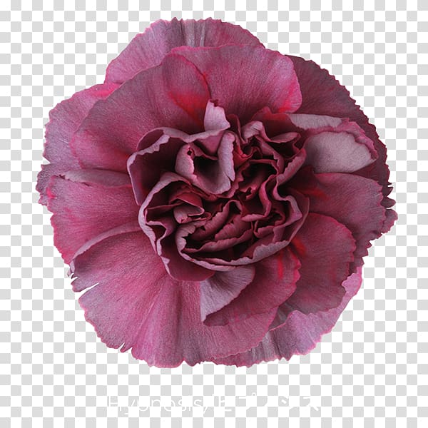 Carnation Cut flowers Pink Violet, CARNATION transparent background PNG clipart