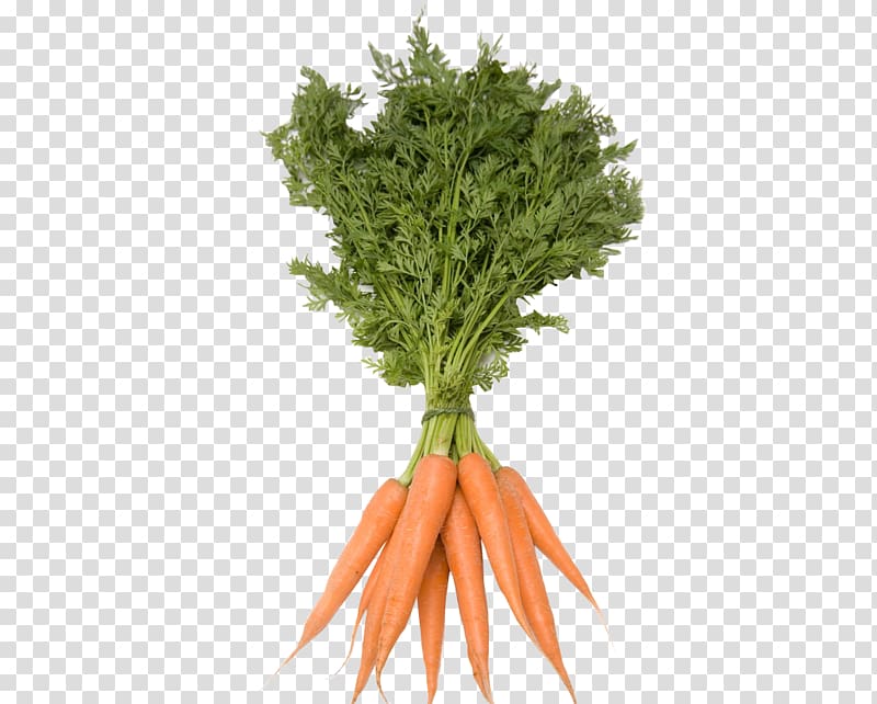 Utah Carrot Vegetable , carrot transparent background PNG clipart