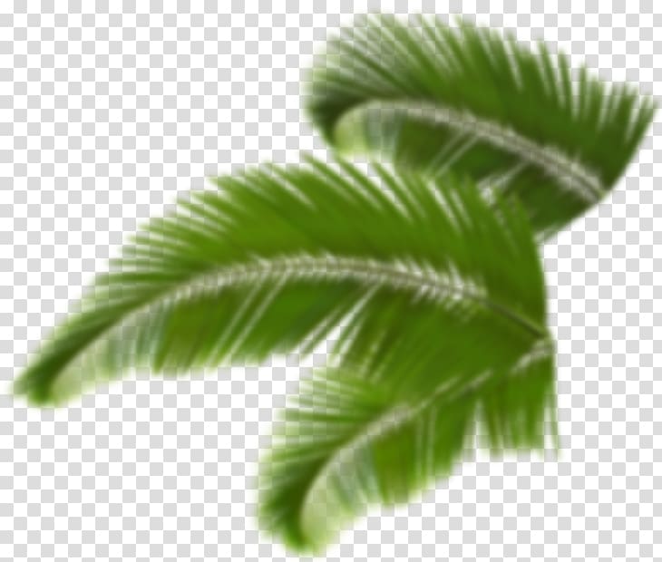 Trees and Leaves Arecaceae Palm branch , Leaf transparent background PNG clipart