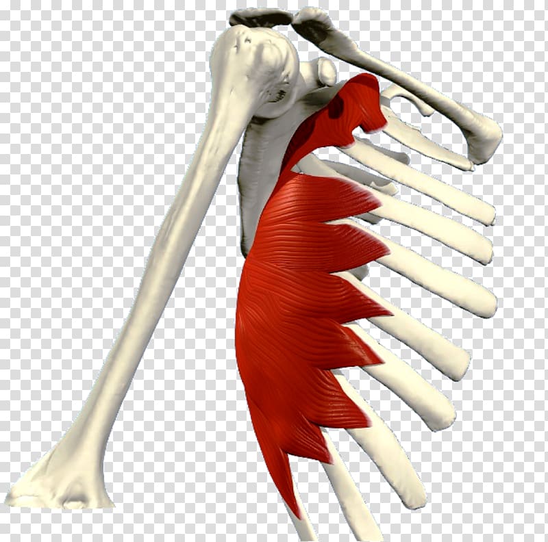 Serratus anterior muscle Serratus posterior inferior muscle Pectoralis major Muscular system, others transparent background PNG clipart
