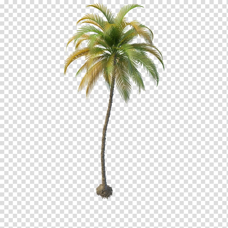 palm tree, Arecaceae Coconut Tree Date palm 3D computer graphics, coconut tree transparent background PNG clipart
