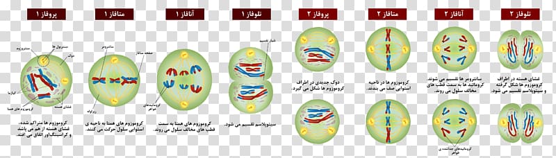 Meiosis Mitosis Cell Prophase Chromosome, persian transparent background PNG clipart