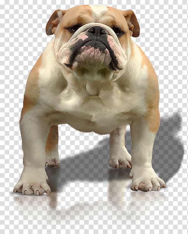 Dorset Olde Tyme Bulldogge Toy Bulldog Olde English Bulldogge American Bulldog Valley Bulldog, Lucky strike transparent background PNG clipart