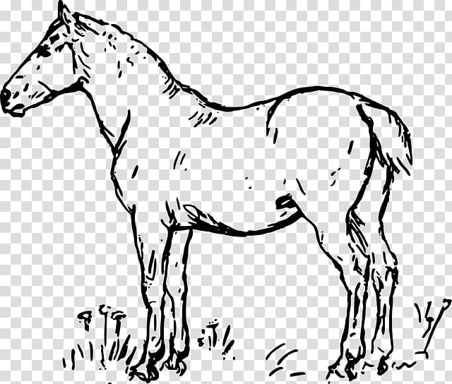 Standing Horse Stallion Colt American Quarter Horse Drawing, others transparent background PNG clipart