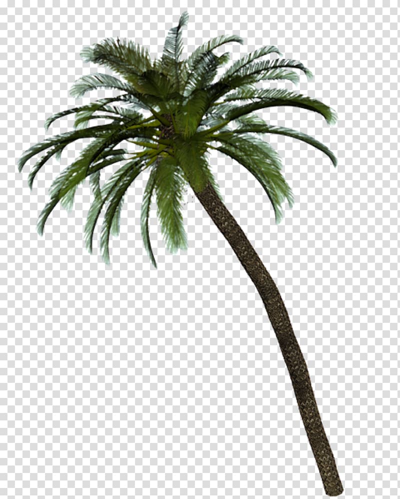 Date palm Arecaceae Tree Service, date palm transparent background PNG clipart
