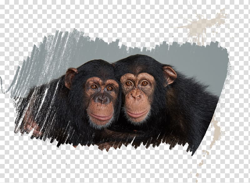 Common chimpanzee Homo sapiens Tourist attraction Elephantidae Myrtle Beach, chimpanzee transparent background PNG clipart