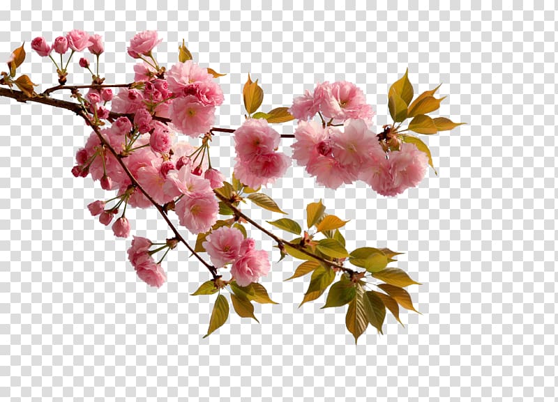 pink sakura blooming during daytime, China Cherry blossom Flower Peach, Lush pink cherry blossoms transparent background PNG clipart
