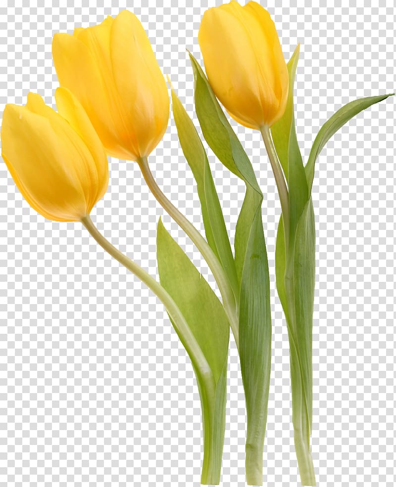 Tulipa sylvestris Flower Yellow Plant, tulip transparent background PNG clipart