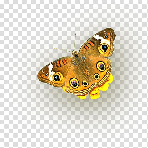 Monarch butterfly Islam fxfcr uns in leichtverstxe4ndlicher Sprache Nymphalidae Plakat naukowy, butterfly transparent background PNG clipart