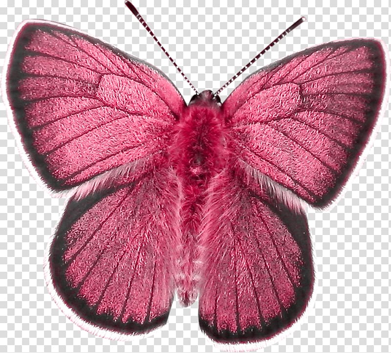 Butterfly Insect Nymphalidae Moth , Butterfly Insect transparent background PNG clipart