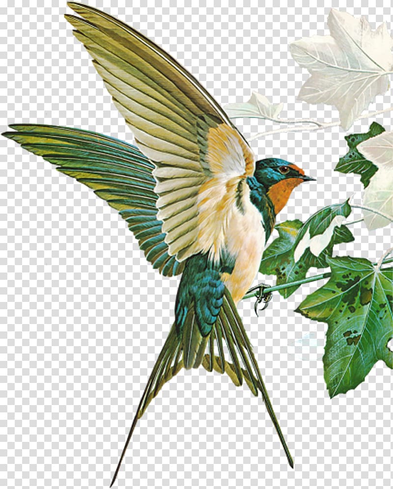 Birds of Town and Village Barn swallow Hirundininae Passerine, Bird transparent background PNG clipart