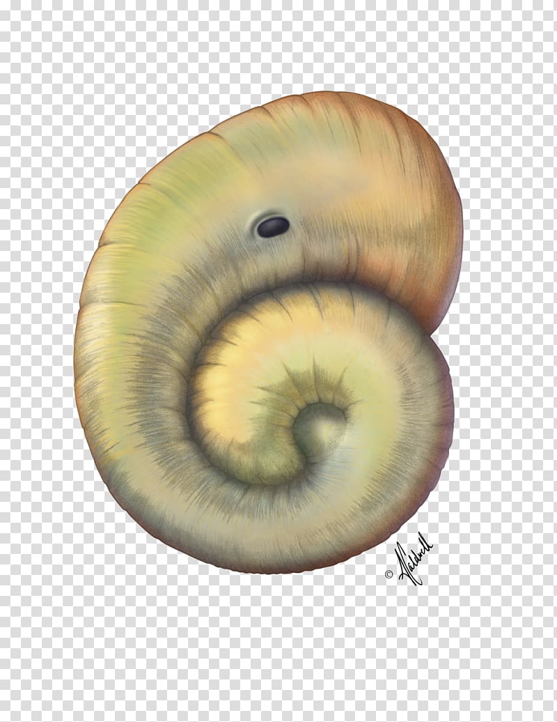Snail Biology Gastropods Morphology Anatomy, Snail transparent background PNG clipart