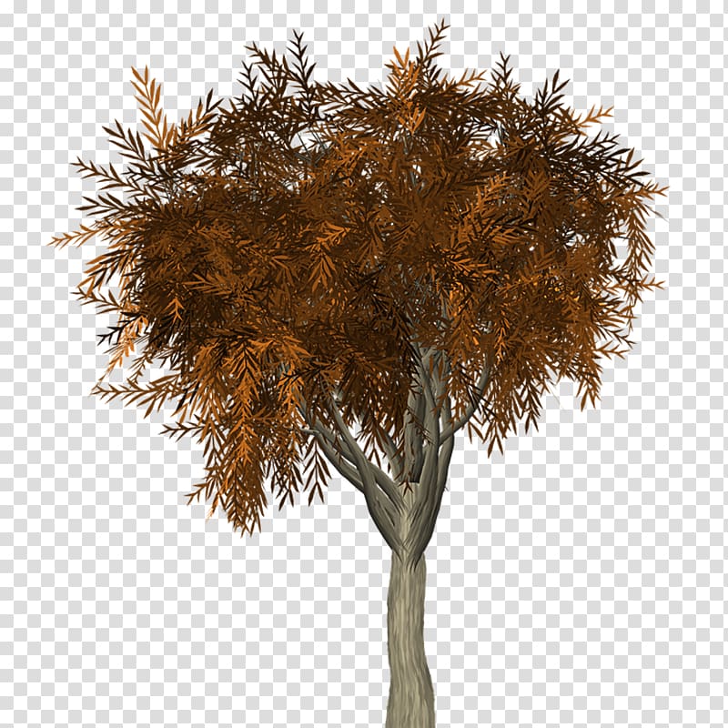 Tree Autumn Branch Twig, Class Chinese fir trees in autumn transparent background PNG clipart