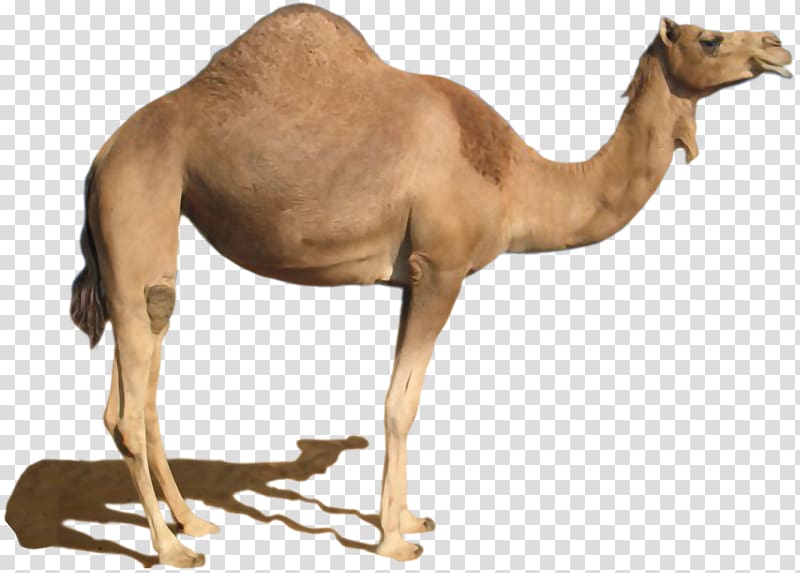 Camel transparent background PNG clipart