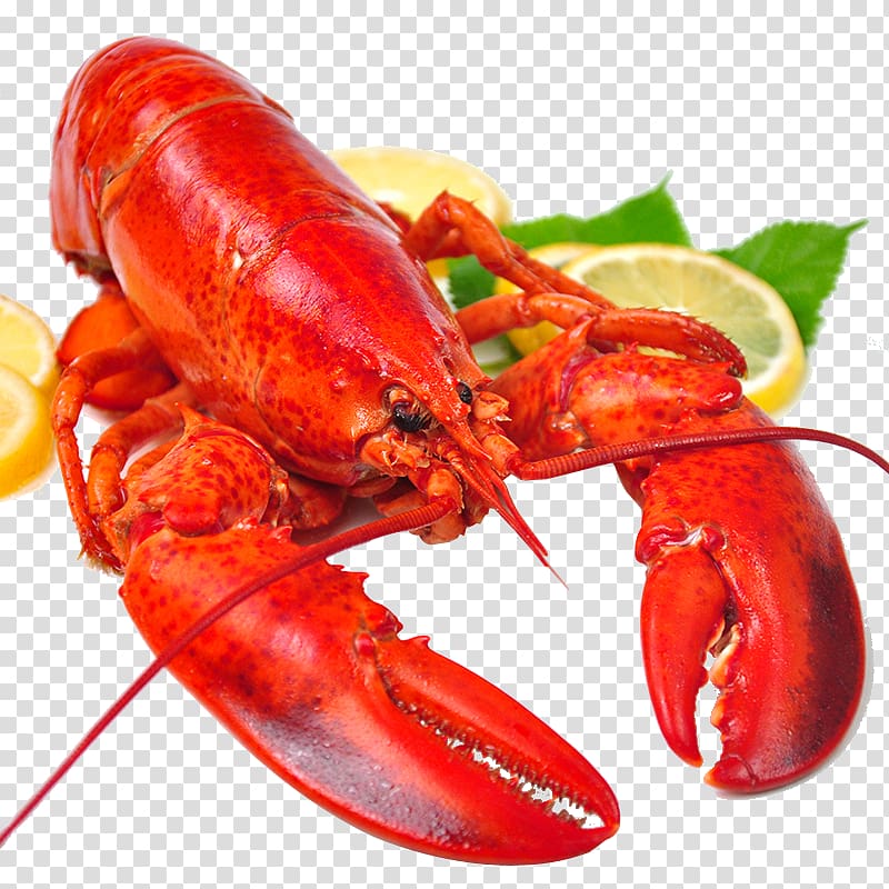 Hot pot Pandalus borealis Lobster Caridea Crab, Boston freshly cooked lobster transparent background PNG clipart