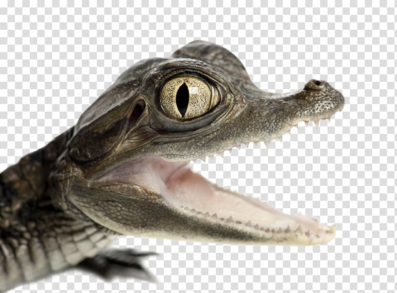 Nile crocodile Spectacled caiman American alligator, crocodile transparent background PNG clipart
