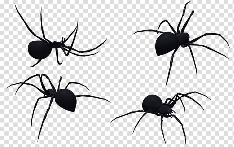 Widow spiders .xchng , Black Widow Spider Art transparent background PNG clipart