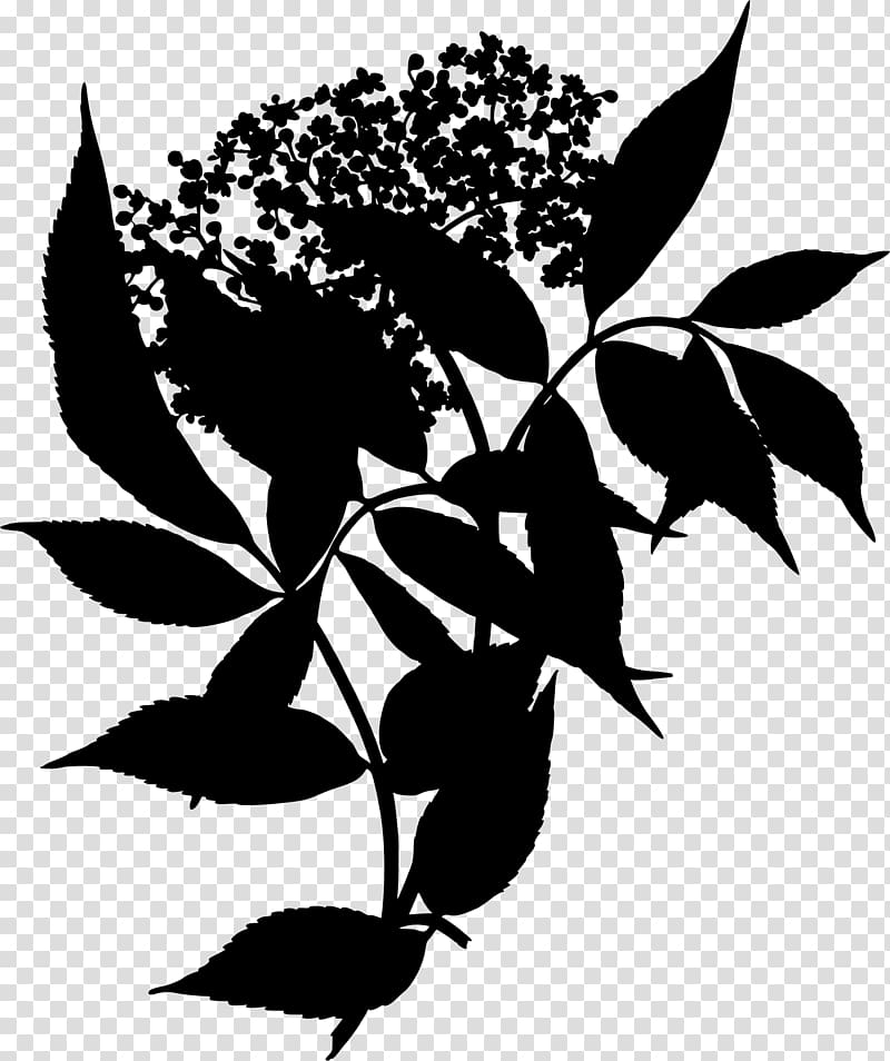 Elderflower cordial Sambucus canadensis Medicinal plants, plant transparent background PNG clipart