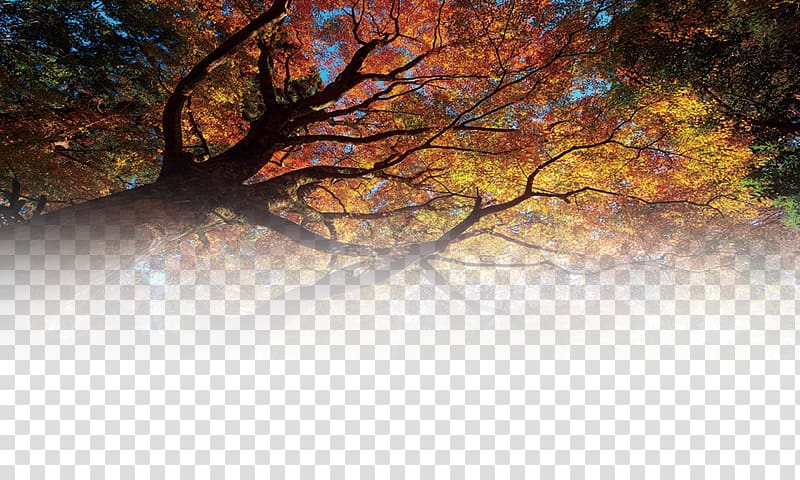 Tree Forest Matorral , forest transparent background PNG clipart