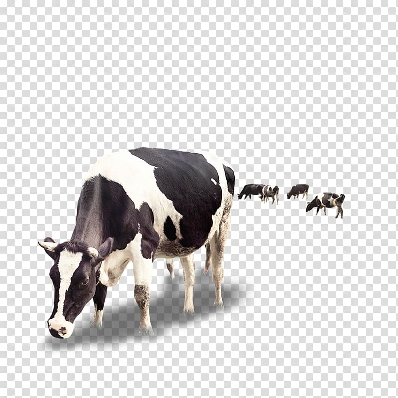 white and black cow , Dairy cattle Milk Calf Dairy cattle, Creative Cow transparent background PNG clipart