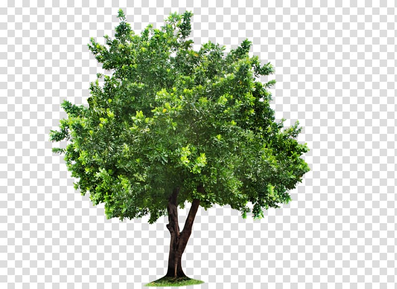 green tree , 2017 Nissan LEAF Agriculture Farm Windows 7 Software, Tree transparent background PNG clipart