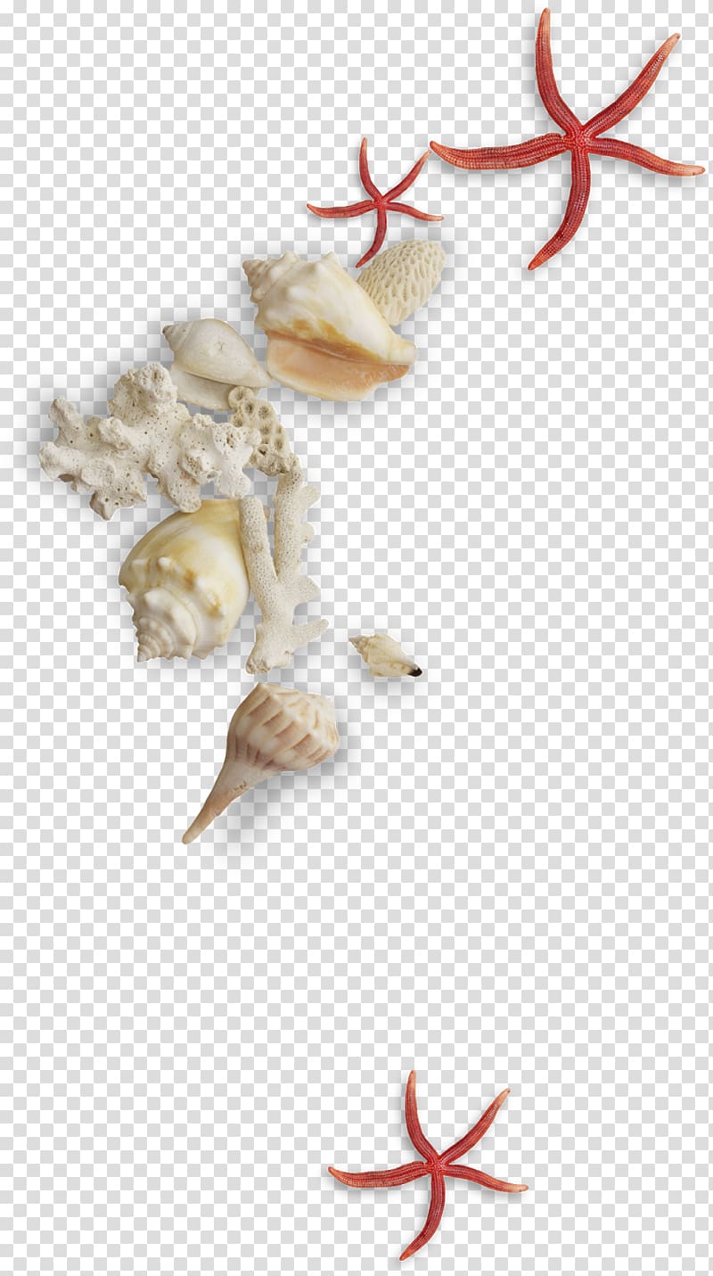 Seashell , conch transparent background PNG clipart