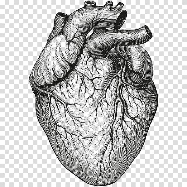 heart sketch, Heart Anatomy & Physiology II Organ Drawing, human heart transparent background PNG clipart