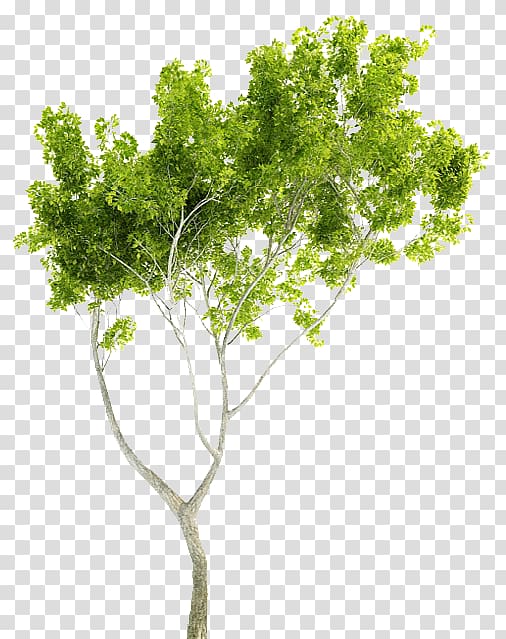 Autodesk 3ds Max 3D modeling Cinema 4D Texture mapping Tree, tree transparent background PNG clipart