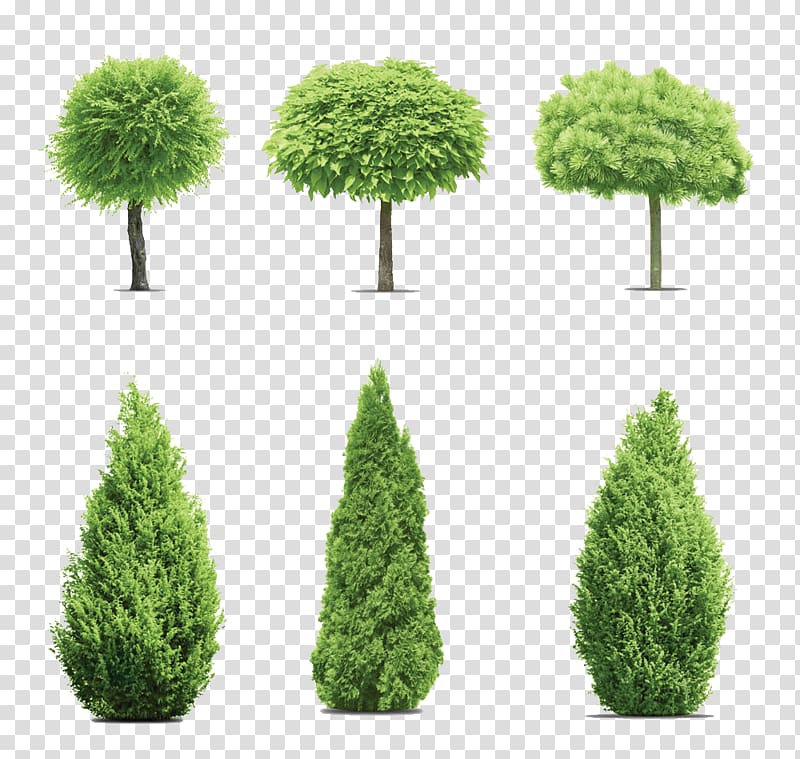 six green trees illustration, Gum trees Cupressus, Pine trees garden transparent background PNG clipart