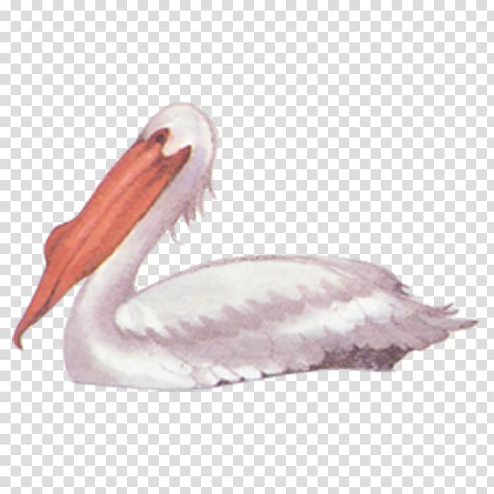 Bird Pelican Black swan, swan transparent background PNG clipart