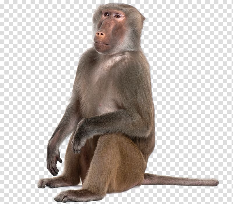 Portable Network Graphics Monkey Baboons Mandrill Primate, monkey transparent background PNG clipart