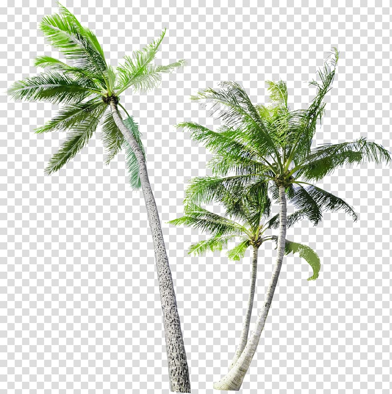 three coconut trees, Arecaceae Tree Coconut Trunk, coconut tree transparent background PNG clipart