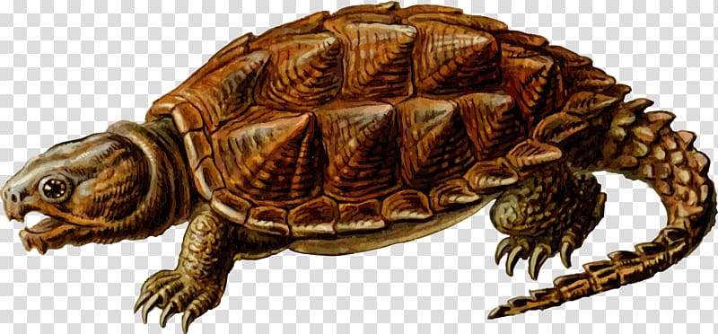 brown turtle illustration, Prehistoric Turtle transparent background PNG clipart