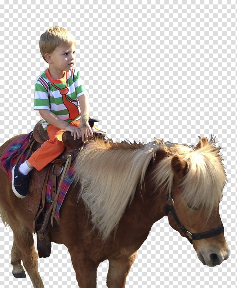 Pony Horse Rein Western riding Bridle, horse transparent background PNG clipart