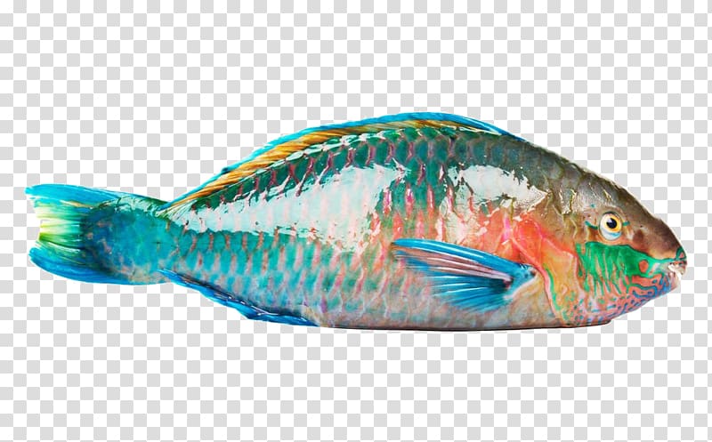 Rainbow parrotfish Beak Coral reef fish, Parrotfish HQ transparent background PNG clipart