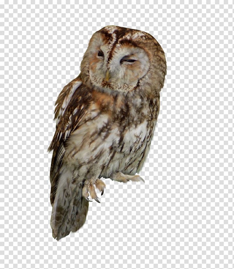 Tawny owl Bird of prey, owl transparent background PNG clipart