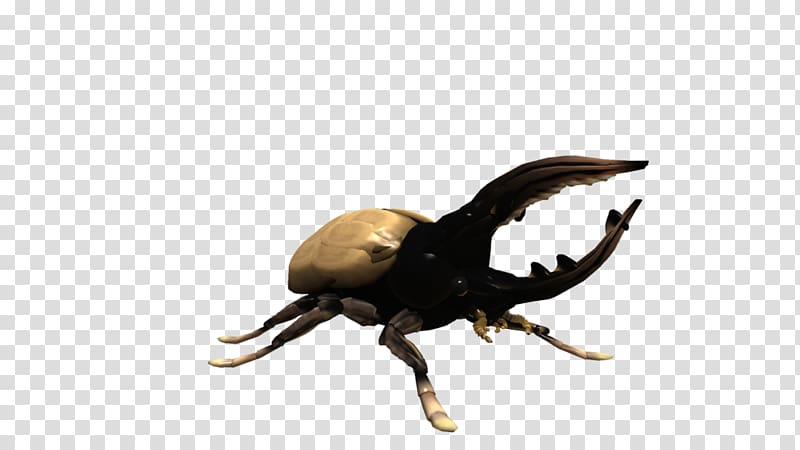 Hercules beetle Spore Creatures Dynastes tityus, beetle transparent background PNG clipart